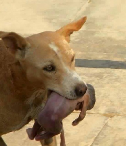 Șocant şi Emoţionant - Animale cu Suflet: un câine maidanez a salvat un copil nou-născut aruncat la gunoi...