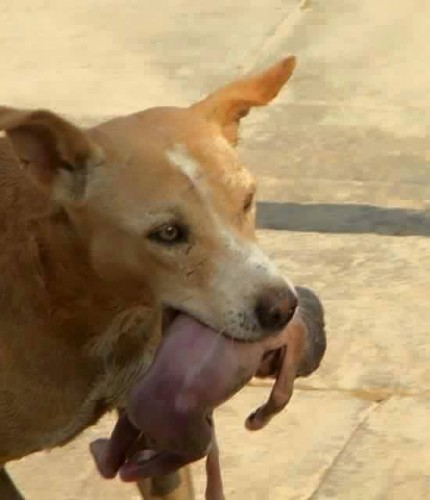 Șocant şi Emoţionant - Animale cu Suflet: un câine maidanez a salvat un copil nou-născut aruncat la gunoi... Șocant şi Emoţionant - Animale cu Suflet: un câine maidanez a salvat un copil nou-născut aruncat la gunoi...