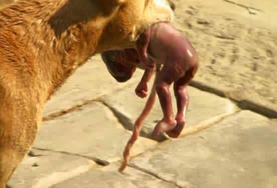 Șocant şi Emoţionant - Animale cu Suflet: un câine maidanez a salvat un copil nou-născut aruncat la gunoi... Șocant şi Emoţionant - Animale cu Suflet: un câine maidanez a salvat un copil nou-născut aruncat la gunoi...